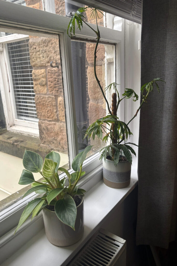 indoor plants windowsill