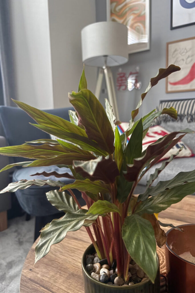 furry feather plant