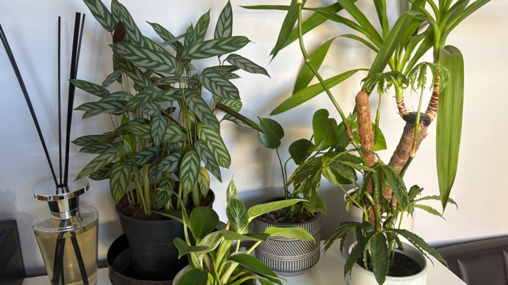 houseplants northern luxury