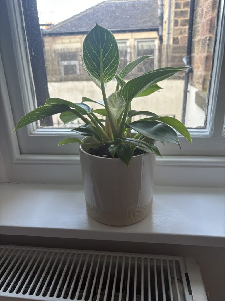 philodendron white wave