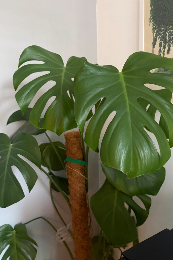 swiss cheese monstera