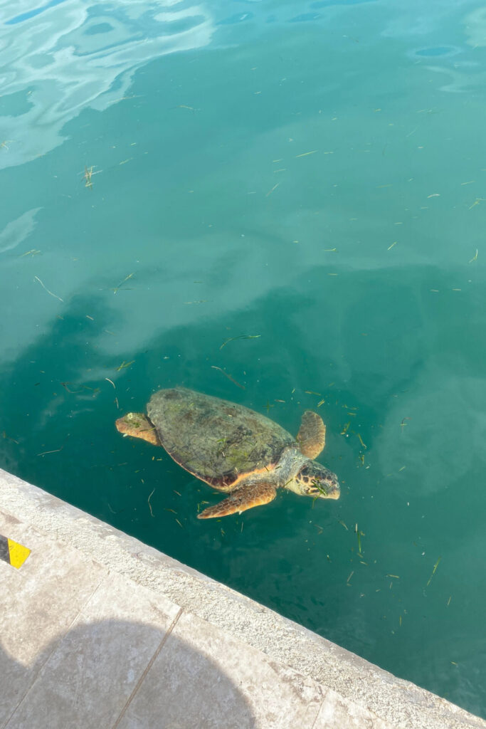turtle kefalonia