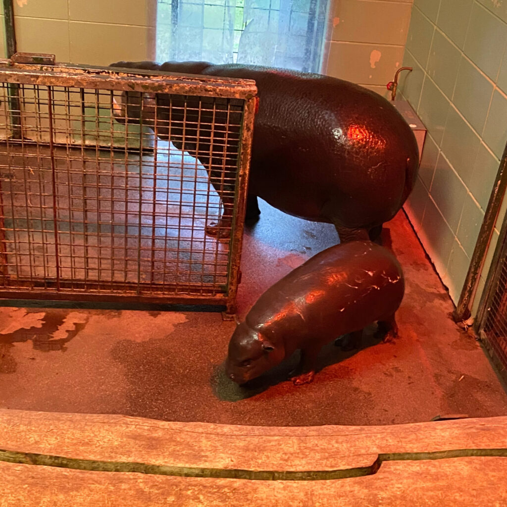 3 Days in Edinburgh: What to See and Do in 2026 pygmy hippos edinburgh zoo