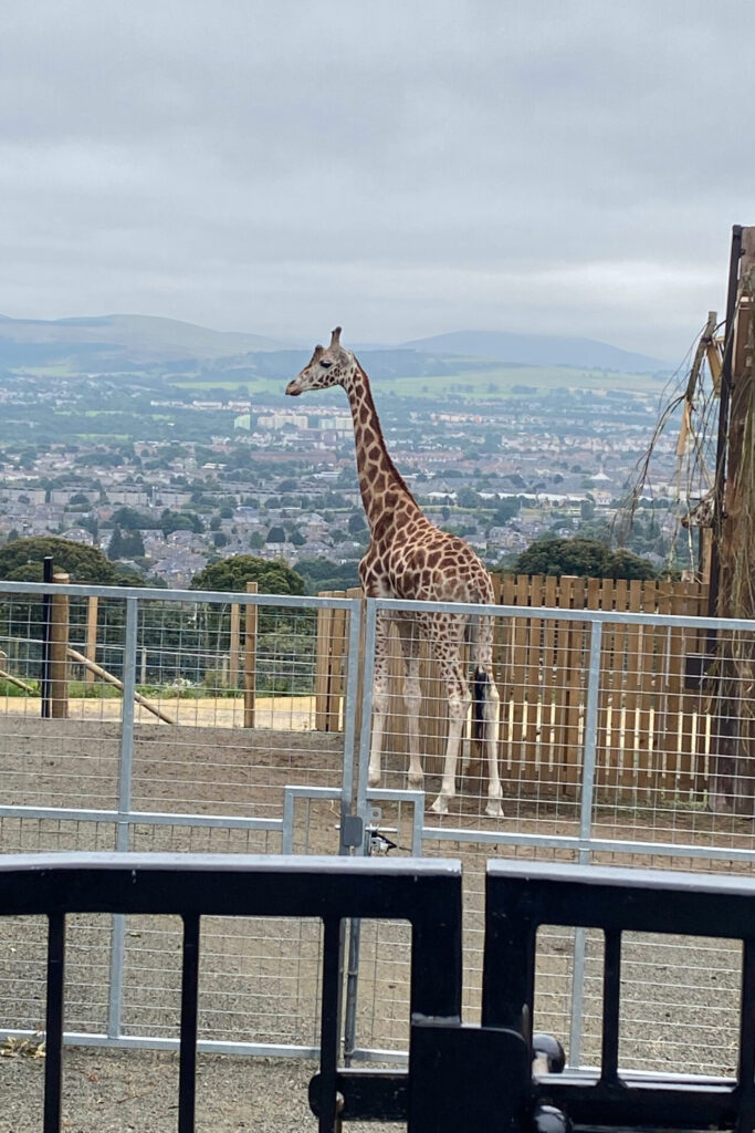 3 Days in Edinburgh: What to See and Do in 2026 giraffe edinburgh zoo