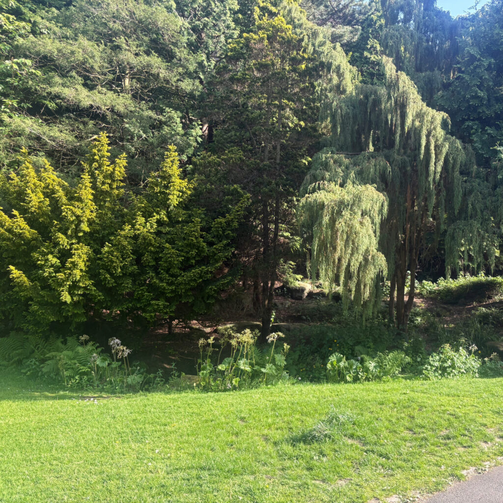 Valley Gardens Planted Woodland Area