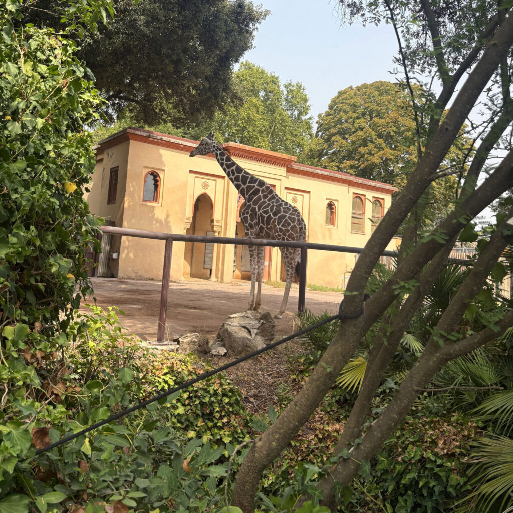 Giraffe at Rome Zoo