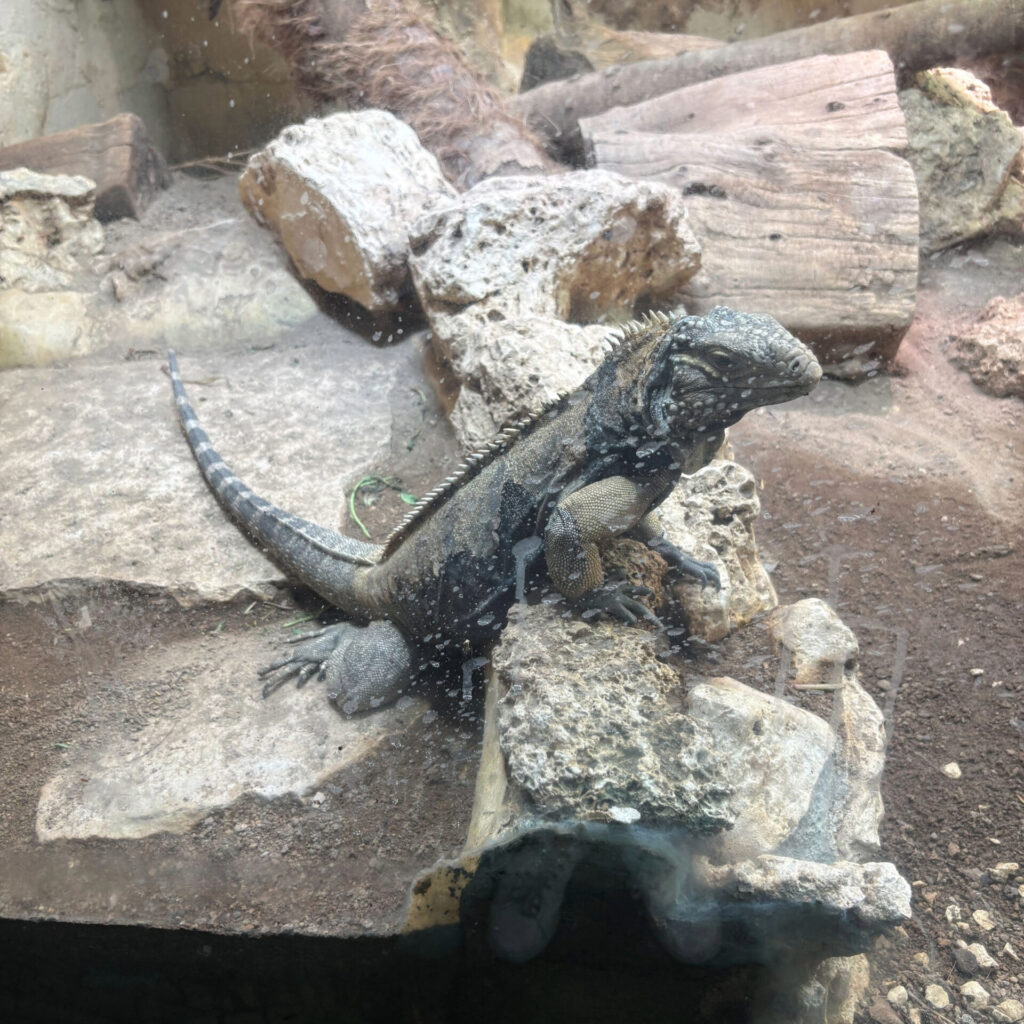 Lizard at Rome Zoo