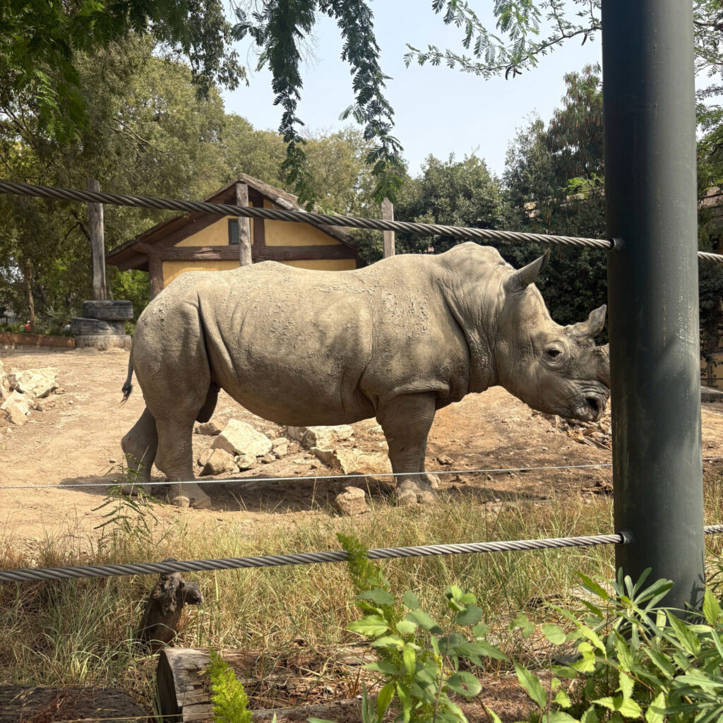 Rhino at Rome Zoo